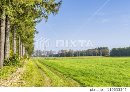 秋晴れの牧草地とカラ松並木 イメージ 北海道士幌町 秋晴れの牧草地とカラ松並木 イメージ 北海道士幌町 119633345