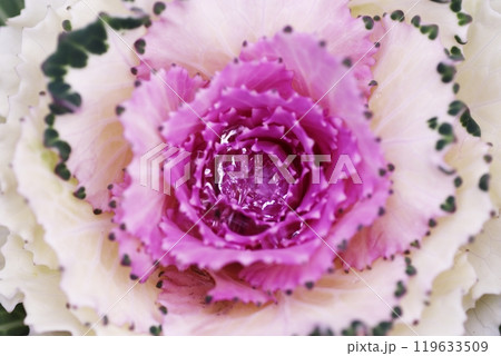 クローズアップで撮ったハボタンの花 クローズアップで撮ったハボタンの花 119633509