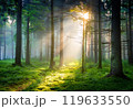 霧に包まれた森 119633550