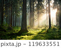 朝日差し込む森 119633551
