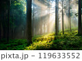 森に差し込む光 119633552