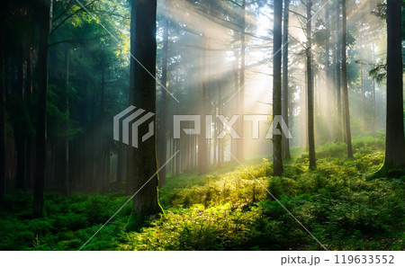 森に差し込む光 119633552