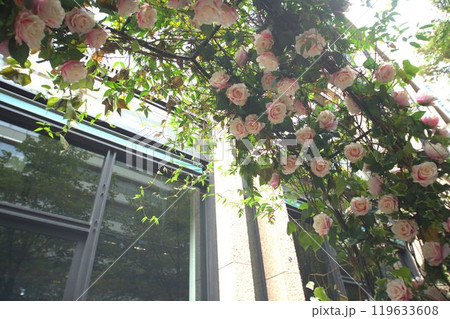 美しいバラ 美しいバラ 119633608