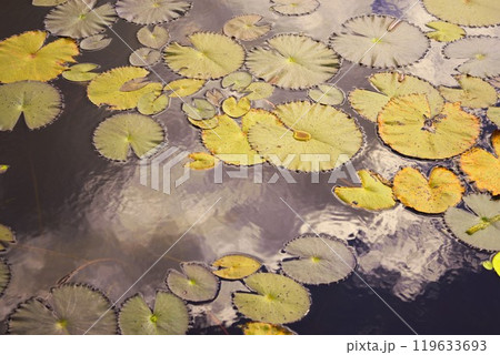 クメール遺跡群の蓮池 カンボジア クメール遺跡群の蓮池 カンボジア 119633693