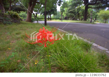 道路脇に咲く彼岸花 道路脇に咲く彼岸花 119633762