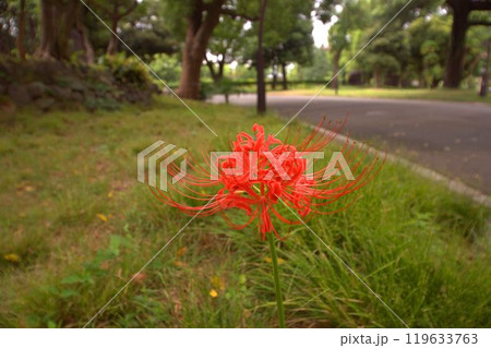 道端に咲く彼岸花 119633763