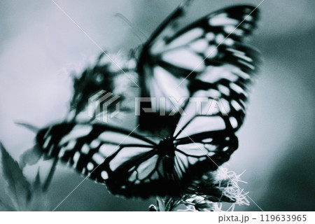 花から花へと飛び回る2頭のアサギマダラの白黒写真 119633965