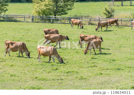 【放牧中の茶色い牛】 119634011
