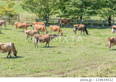 【放牧中の茶色い牛】 119634012