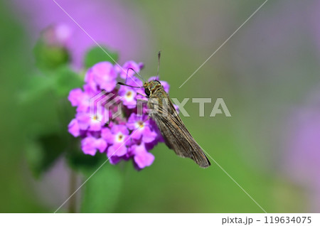 かわいいセセリチョウ(small branded swift) 119634075