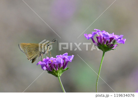 かわいいセセリチョウ(small branded swift) 119634076