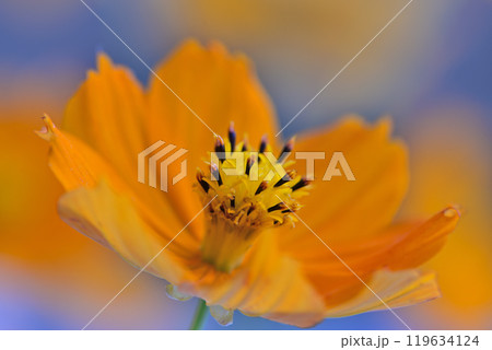 黄色いキバナコスモス 黄色いキバナコスモス 119634124