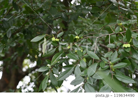 アキニレの若い果実(翼果)・秋楡 アキニレの若い果実(翼果)・秋楡 119634490
