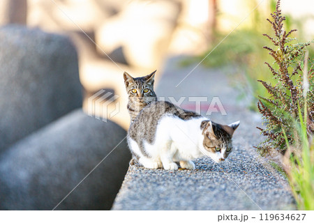 野良猫 野良猫 119634627