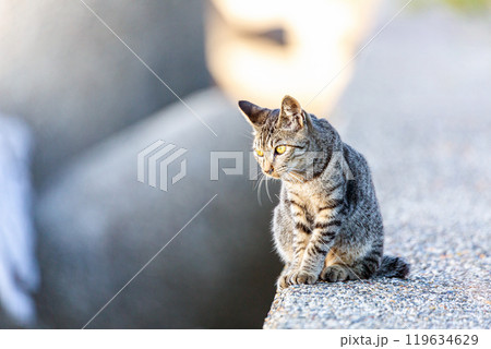野良猫 野良猫 119634629