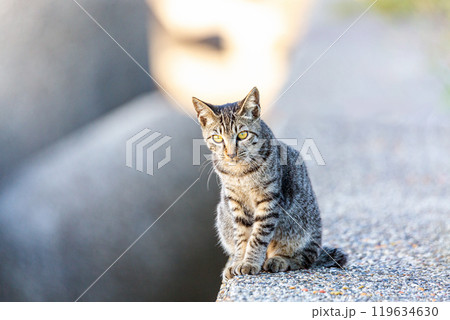 野良猫 野良猫 119634630