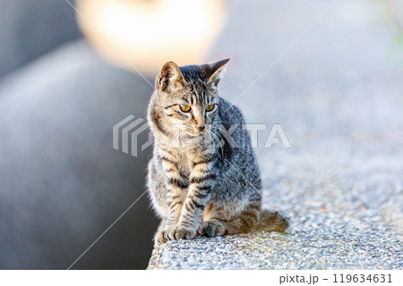 野良猫 119634631