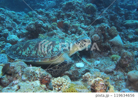 サンゴ礁の上で休むアオウミガメ 水中写真 サンゴ礁の上で休むアオウミガメ 水中写真 119634656
