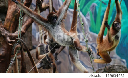 空中乱舞する猿の名前はブラウンケナガクモザル 119634681