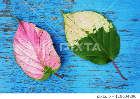 Two leaves fallen from a bush, top view. 119634890