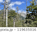 上高地　木『長野県』 119635016