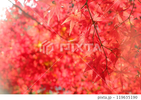 真っ赤な紅葉 119635190