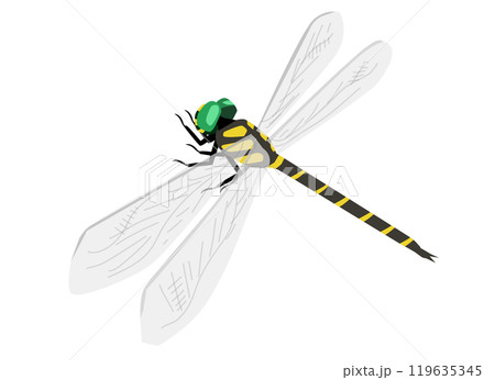 羽を広げるオニヤンマ 119635345