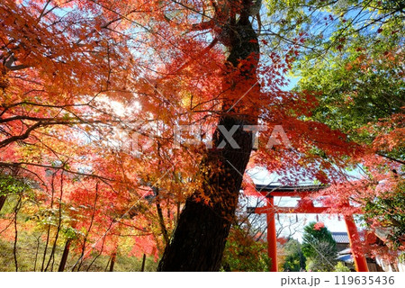 秋の宇治上神社前参道 119635436