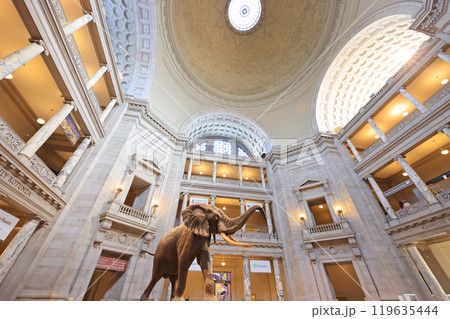 Main Hall of the National Museum of Natural History in Washington D.C. Main Hall of the National Museum of Natural History in Washington D.C. 119635444