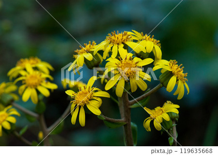 つわぶき 119635668