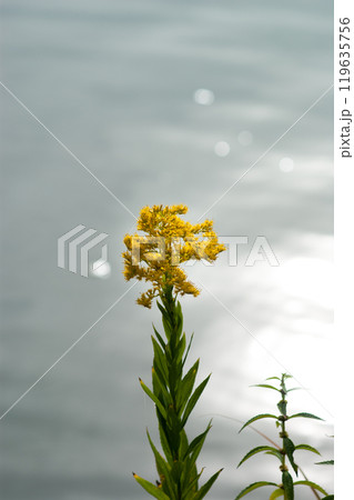 信濃川・やすらぎ堤の背高泡立草(せいたかあわだちそう) 119635756