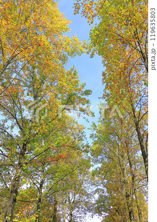 紅葉したユリノキの並木 紅葉したユリノキの並木 119635803