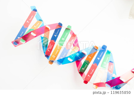 DNA molecule spiral structure model isolated on white background, chromosome and gene chemical science biology. DNA molecule spiral structure model isolated on white background, chromosome and gene chemical science biology. 119635850