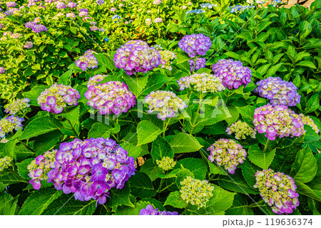 文京あじさいまつり 文京あじさいまつり 119636374