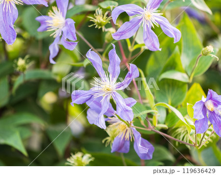 Spring Flowering Downy Clematis (Clematis macropetala). Close up of flowering blue Clematis on blurred background. 119636429