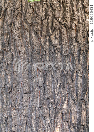 Bark texture and background of a old tree trunk. Detailed bark texture. 119636451