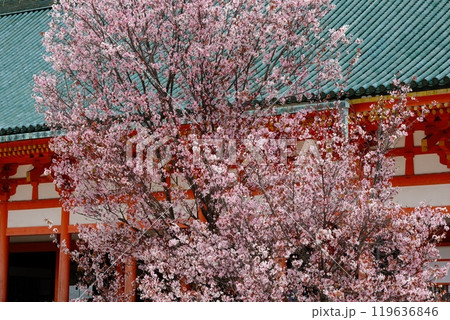 平安神宮の左近の桜 119636846