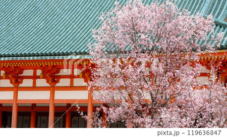 平安神宮の左近の桜 119636847