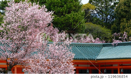 平安神宮の左近の桜 119636854