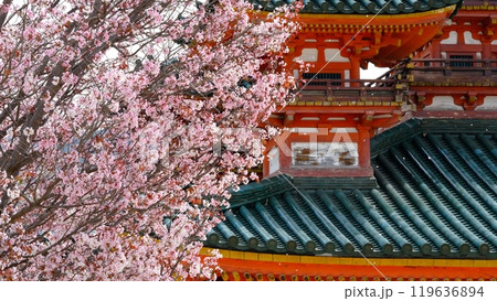平安神宮の左近の桜吹雪 119636894