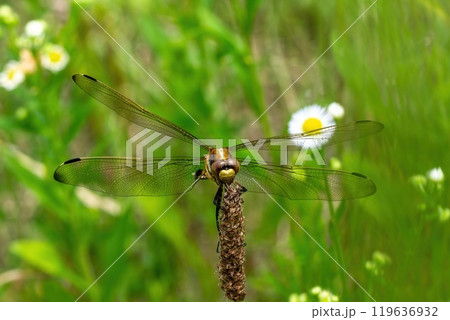 ヘラオオバコの穂にとまった前翅縁が金色のアキアカネのメスを正面から 119636932