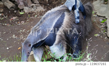 オオアリクイの赤ちゃん、皆さん元気？わたちぃ生後約1か月だょ 119637281