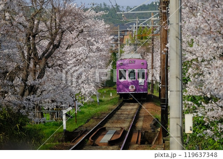 桜のトンネルと電車 119637348