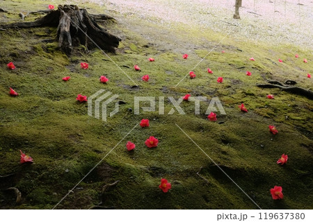 苔の原に落ちた椿の花 119637380