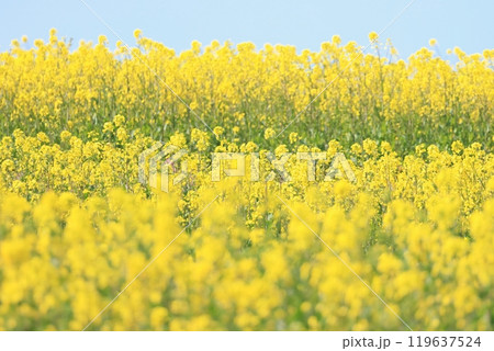 満開になった菜の花畑 満開になった菜の花畑 119637524