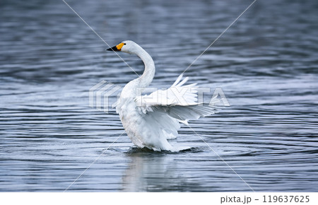 白鳥の湖で、翼を広げる白鳥 119637625