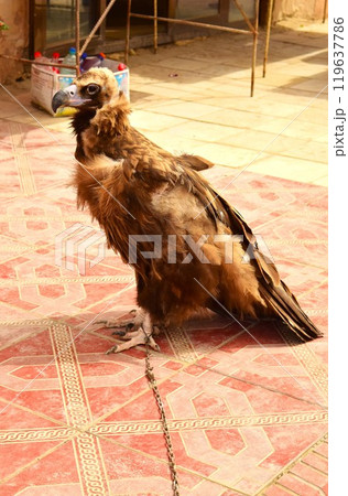 鷹狩の鷹　ウズベキスタン 119637786