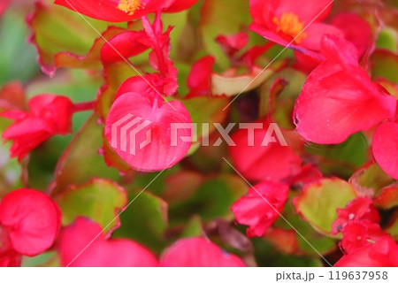 花壇の花 花壇の花 119637958