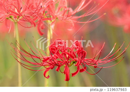 秋の気配を感じさせる色とりどりの彼岸花 119637983