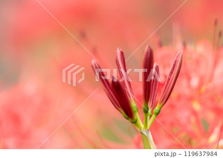 秋の気配を感じさせる色とりどりの彼岸花 119637984
